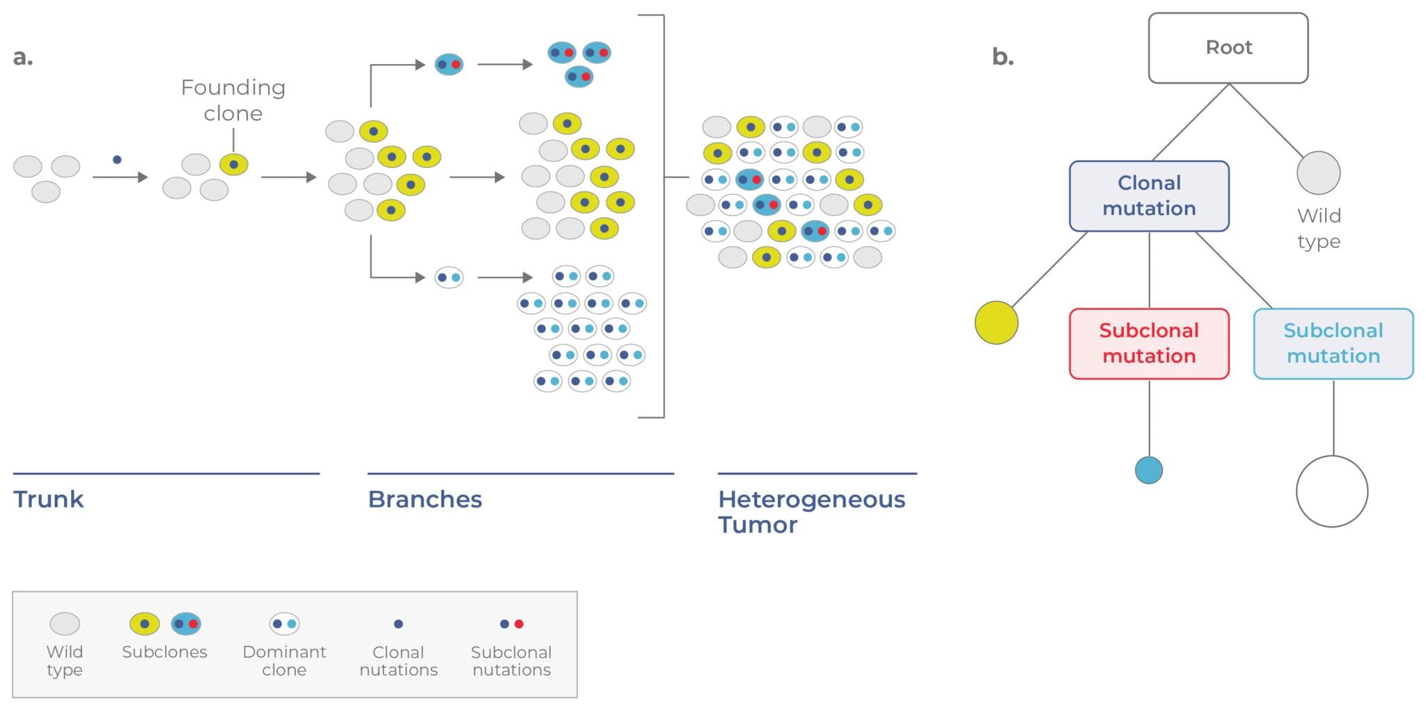 Figure 2. Branched evolution.