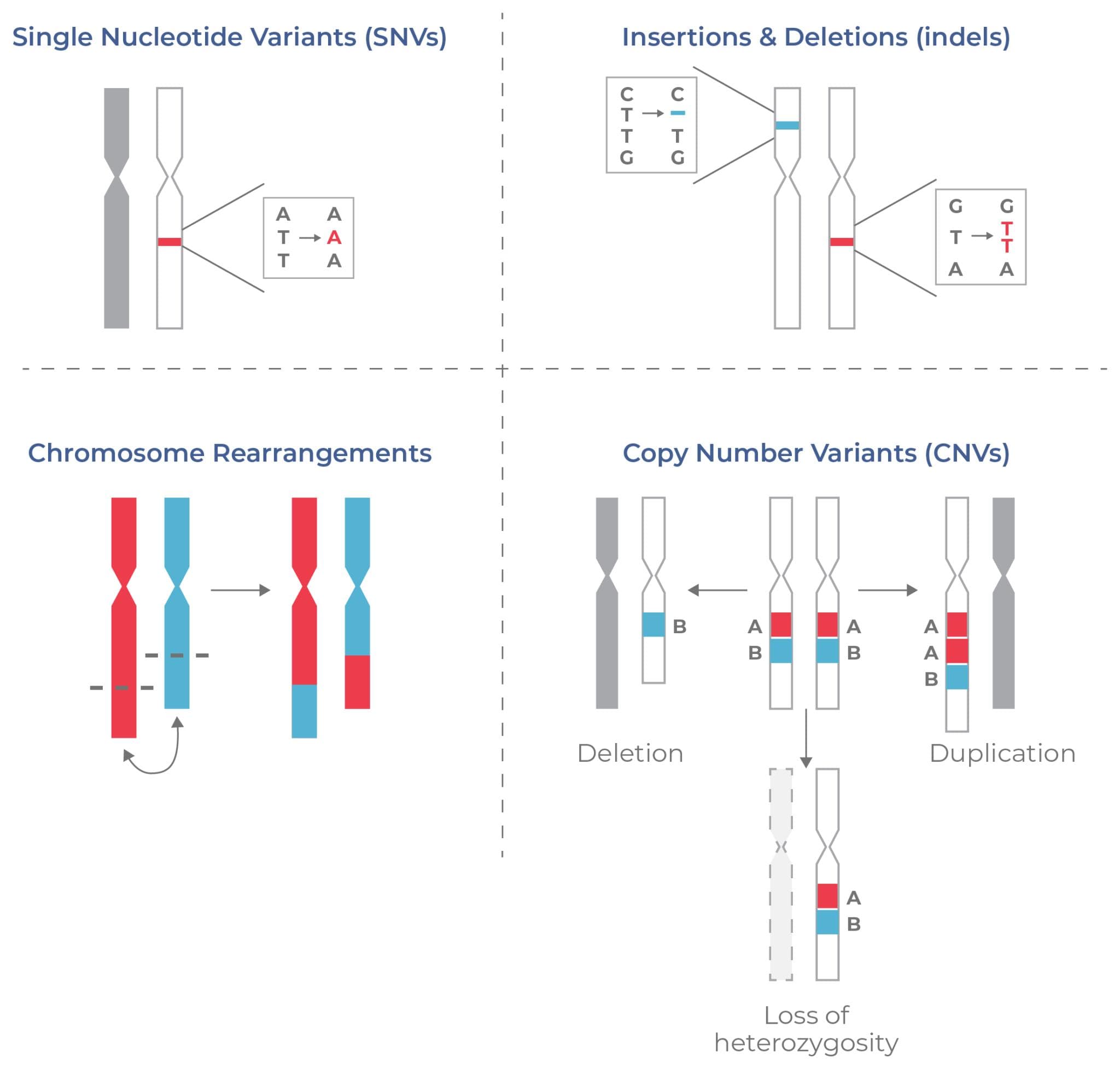 Figure 3. Types of DNA aberrations common in cancer.